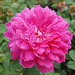 Rose 'Sophy's Rose': Bild 5/7