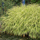 Hakonechloa macra 'Albostriata' - Gestreiftes Japanwaldgras