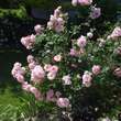 Rose 'Penelope' (Hybride): Bild 3/3