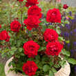 Rose 'Traumfrau': Bild 5/5