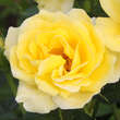 Rose 'Guy's Gold': Bild 5/5