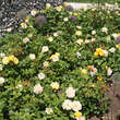 Rose 'Gold Tequila': Bild 9/9