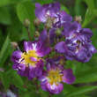 Rose 'Veilchenblau' (multiflora): Bild 8/13