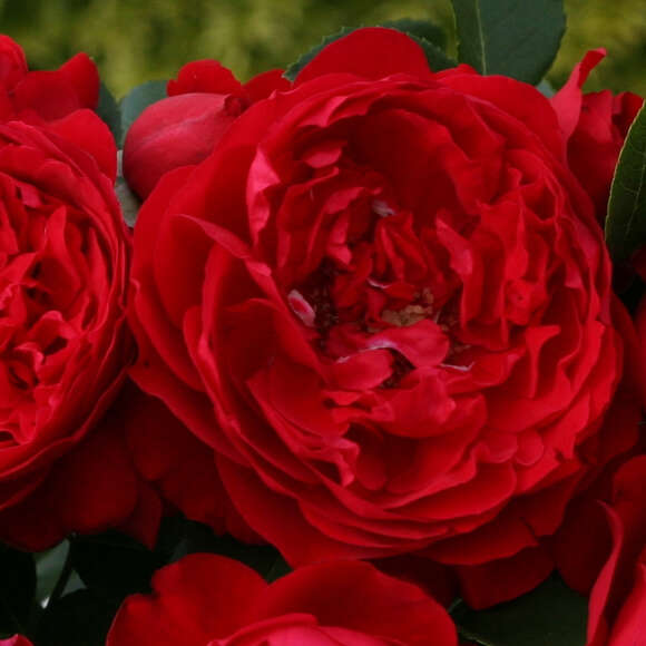 Rose 'Florentina': Bild 2/5 Rose 'Florentina': Bild 2/5
