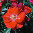 Rose 'Resonanz': Bild 2/4