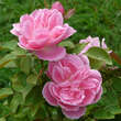 Rose 'Astra': Bild 6/6