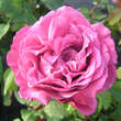 Rose 'Lavender Perfumella': Bild 6/6