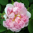 Rose 'Quatre Saisons': Bild 5/5