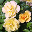 Rose 'Gold Tequila': Bild 2/9