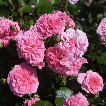 Rose 'Pink Swany': Bild 3/8