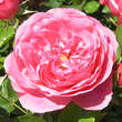 Rose 'Leonardo da Vinci: Bild 4/8