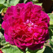 Rose 'Arthur de Sansal': Bild 5/9