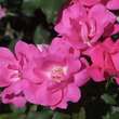 Rose 'Pink Knock Out': Bild 3/8