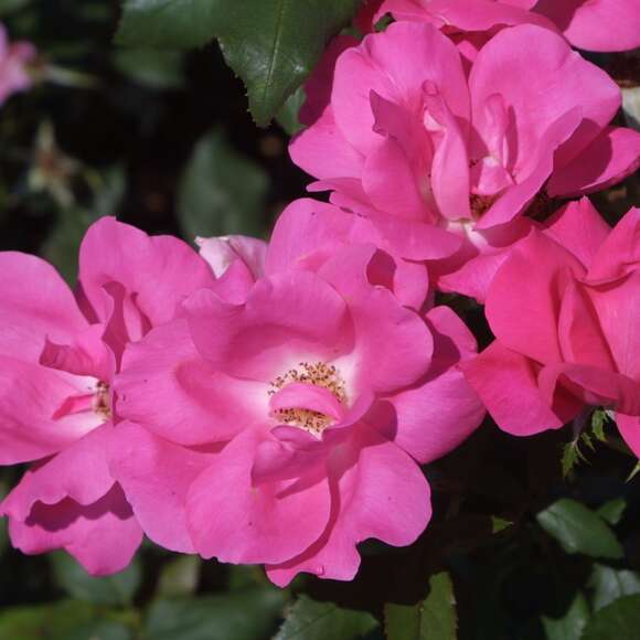 Rose 'Pink Knock Out': Bild 3/8 Rose 'Pink Knock Out': Bild 3/8