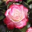 Rose 'Blumenstadt Tulln': Bild 7/17