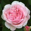 Rose 'Geoff Hamilton': Bild 4/9