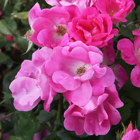 Rose 'Pink Knock Out': Bild 5/8 Rose 'Pink Knock Out': Bild 5/8