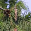 Pinus schwerinii: Bild 4/7