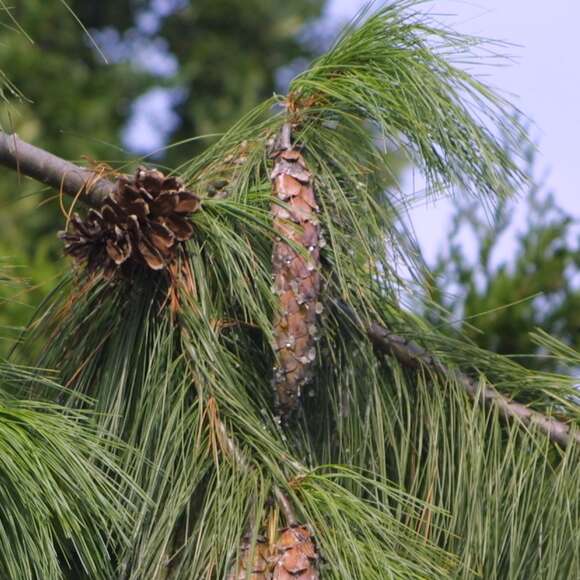 Pinus schwerinii: Bild 3/10 Pinus schwerinii: Bild 3/10