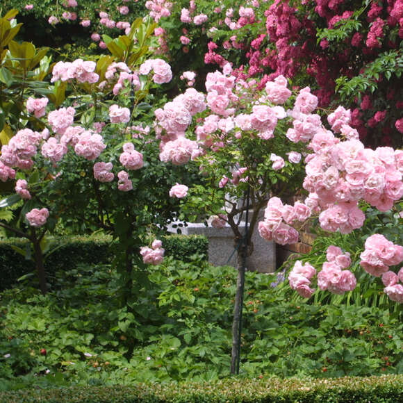 Rose 'Bonica 82': Bild 5/5 Rose 'Bonica 82': Bild 5/5
