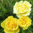 Rose 'Gold Tequila': Bild 1/9