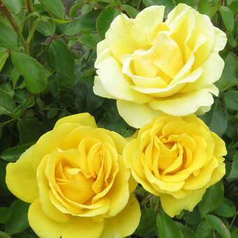 Rose 'Gold Tequila'