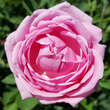 Rose 'Hermosa': Bild 3/5