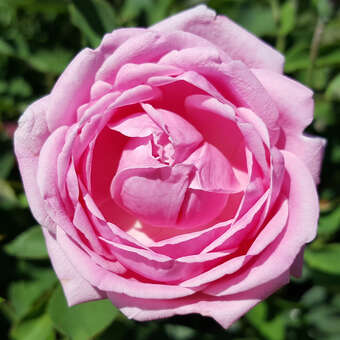 Rose 'Hermosa': Bild 3/6