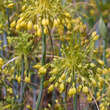 Allium flavum: Bild 2/3