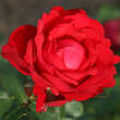 Rose 'Traumfrau': Bild 2/5