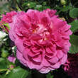 Rose 'Princess Anne': Bild 4/8