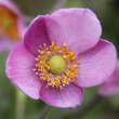 Anemone 'Hadspen Abudance': Bild 1/1