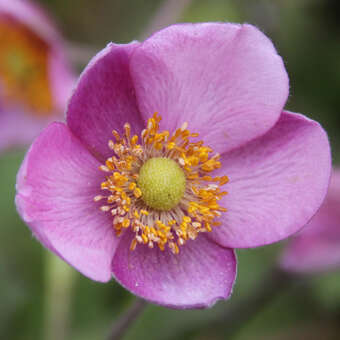 Anemone 'Hadspen Abudance'
