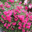 Rose 'Super Excelsa': Bild 2/11