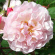 Rose 'Cornelia' (moschata): Bild 2/4