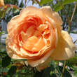 Rose 'Lady of Shalott': Bild 6/6