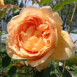 Rose 'Lady of Shalott': Bild 7/9