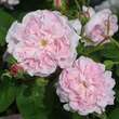 Rose 'La Reine Victoria' (bourbon.): Bild 3/3