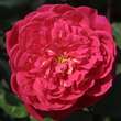 Rose 'Benjamin Britten: Bild 2/4