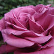 Rose 'Lavender Perfumella': Bild 4/6