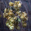 Humulus lupulus: Bild 3/3