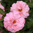 Rose 'Botticelli': Bild 3/7