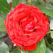 Rose 'Traumfrau': Bild 4/5