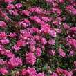 Rose 'Pink Knock Out': Bild 7/8