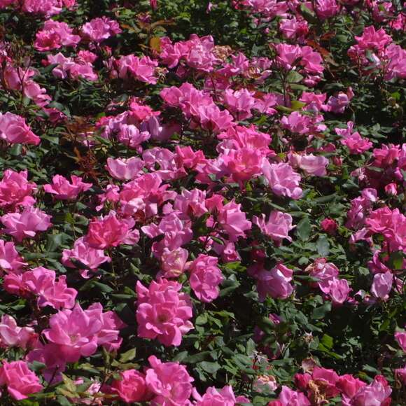 Rose 'Pink Knock Out': Bild 7/8 Rose 'Pink Knock Out': Bild 7/8