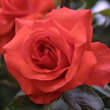 Rose 'Climbing Vesuve': Bild 3/3