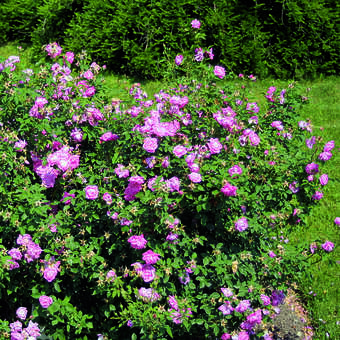Rose 'Hermosa': Bild 6/6