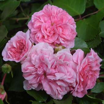 Rose 'Pink Swany': Bild 2/8