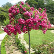 Rose 'Super Excelsa': Bild 6/11