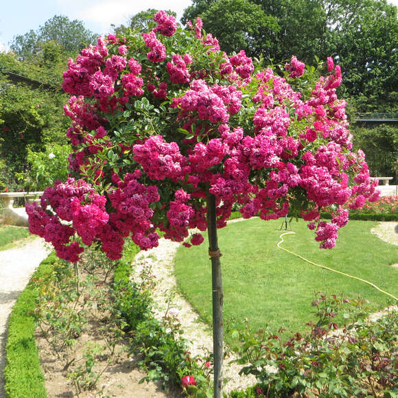 Rose 'Super Excelsa': Bild 6/11 Rose 'Super Excelsa': Bild 6/11